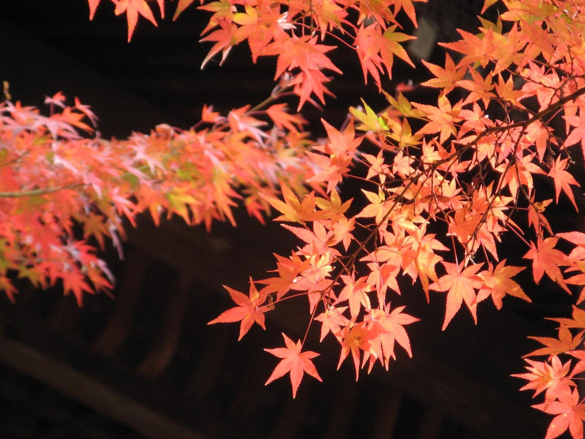 Heian No Mori Kyoto Hotel Exterior photo