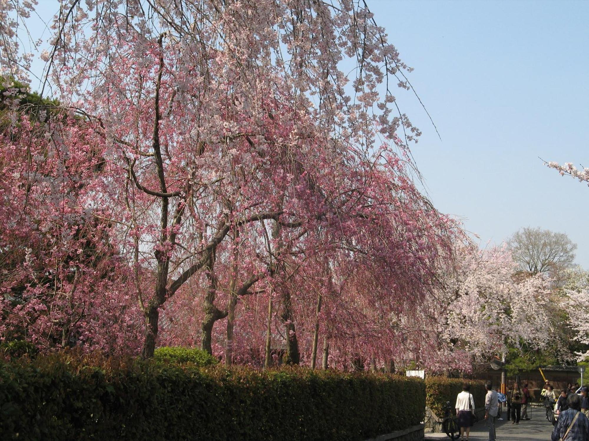Heian No Mori Kyoto Hotel Exterior photo